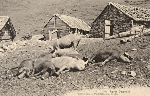 Images Dated 9th March 2011: Switzerland - Pigs take a nap after lunch