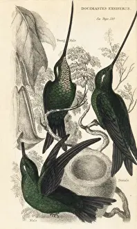 Juvenile Prints: Sword-billed hummingbird, Ensifera ensifera