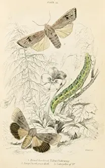 Bordered Prints: Sword Grass Moth, Y. Und