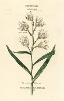 Duppa Prints: Sword-leaved helleborine, Cephalanthera longifolia