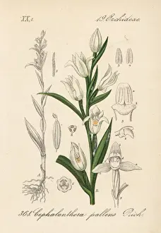 Sword-leaved helleborine, Cephalanthera longifolia