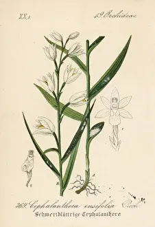 Sword-leaved helleborine, Cephalanthera longifolia