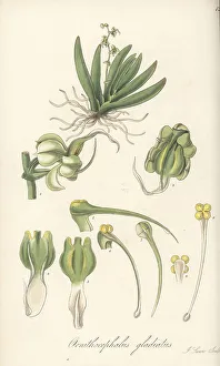 Ecuador Prints: Sword-leaved ornithocephalus orchid, Ornithocephalus gladiatus