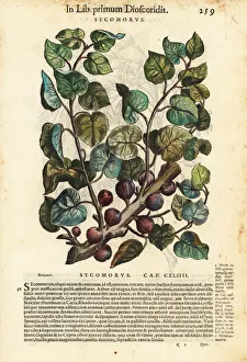 Anazarbeo Gallery: Sycamore fig tree, Ficus sycomorus