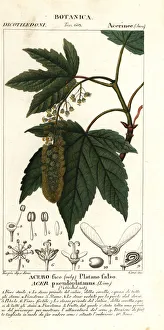 Sycamore maple or planetree maple, Acer pseudoplatanus