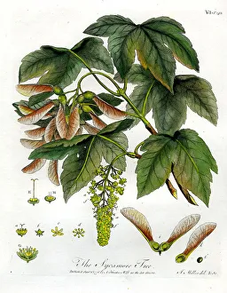 Sycamore Prints: Sycamore Tree