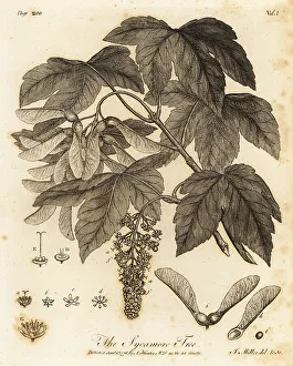 Silva Prints: Sycamore Tree, Acer pseudoplatanus