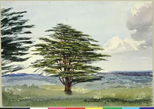 Moore Collection: Sydenham Cedar of Lebanon