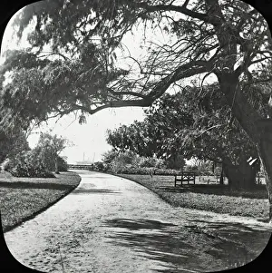 Governors Prints: Sydney, Australia - Botanical Gardens