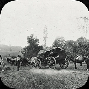 Loading Cattle