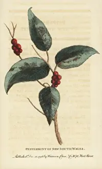 Peppermint Prints: Sydney peppermint, Eucalyptus piperita
