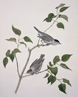Sylvia atricapilla, blackcap