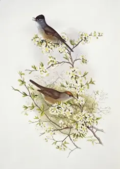 Sylvia atricapilla, blackcap