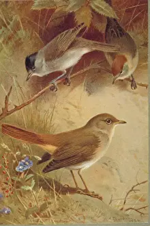 Sylvia atricapilla, blackcap, Luscinia megarhynchos, common