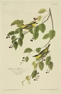 Amygdaloideae Gallery: Sylvia Carbanta, carbonated warbler