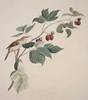 Sylvia communis, greater whitethroat