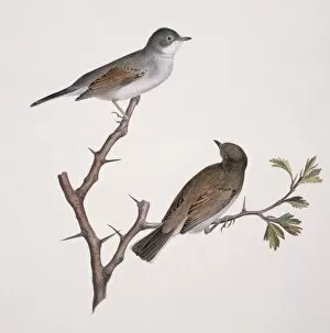 Macgillivray Collection: Sylvia communis, greater whitethroat