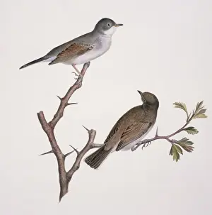 Throat Prints: Sylvia communis, greater whitethroat