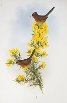 Gorse Prints: Sylvia undata, Dartford warbler
