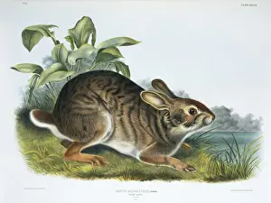 Lagomorph Prints: Sylvilagus aquaticus, swamp rabbit