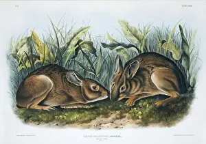 Lagomorph Prints: Sylvilagus palustris, marsh rabbit