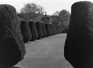Symmetrical Prints: Symmetrical Topiary