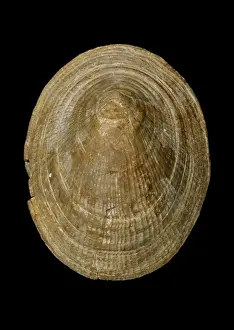 Sedimentary Prints: Symmetrocapulus, limpet