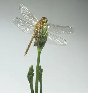 Sympetrum striolatum, common darter dragonfly