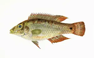 Symphodus melops, or Corkwing Wrasse