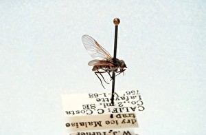 Symphoromyia pachyceras, snipe fly Symphoromyia pachyceras, snipe fly