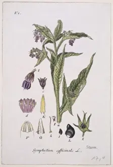 Boraginaceae Prints: Symphytum officinale, common comfrey