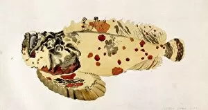 Poison Gallery: Synanceja verrucosa, poison stonefish