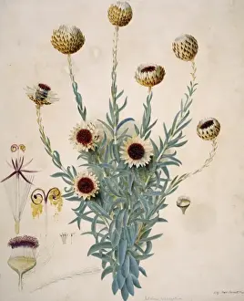 Ralph Prints: Syncarpha vestita, Cape everlasting
