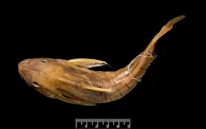 Bony Fish Collection: Synodontis maculipinna, catfish