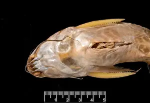 Synodontis maculipinna, catfish