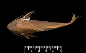 Synodontis maculipinna, catfish
