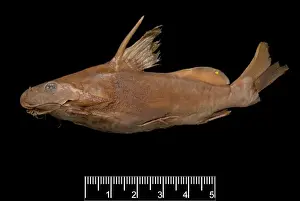 Synodontis maculipinna, catfish