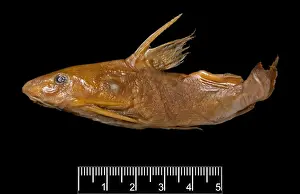 Synodontis maculipinna, catfish