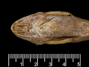 Synodontis maculipinna, catfish