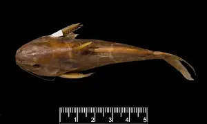 Synodontis maculipinna, catfish