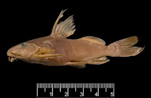 Synodontis maculipinna, catfish