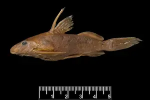 Synodontis maculipinna, catfish
