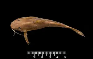 Synodontis maculipinna, catfish