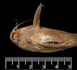 Synodontis maculipinna, catfish