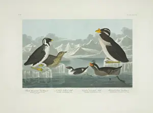 Alcidae Prints: Synthliboramphus antiquus, Aethia cristatella, A. pusilla, C