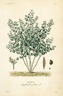 Syrian bean-caper, Zygophyllum fabago