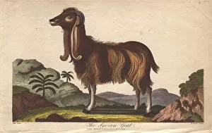 Capra Gallery: The Syrian Goat, Capra hircus