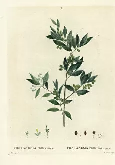 Syrian privet, Fontanesia phillyreoides