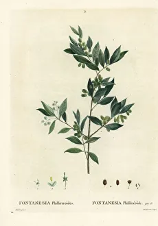 Arbustes Gallery: Syrian privet, Fontanesia phillyreoides