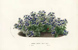 Syrian speedwell, Veronica syriaca